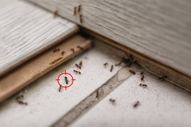 Pest Control for Restaurants in Madrid, IA
