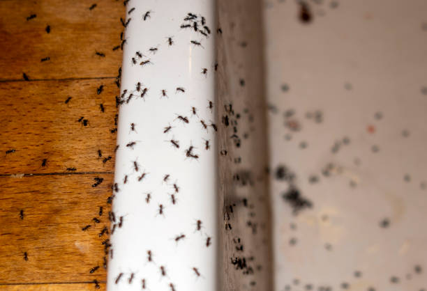 Best Affordable Pest Control Services  in Madrid, IA