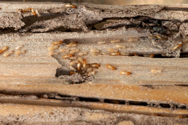 Best Emergency Pest Control  in Madrid, IA